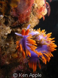 flabellina iodinea- spanish shawl. santa cruz island-nort... by Ken Apple 